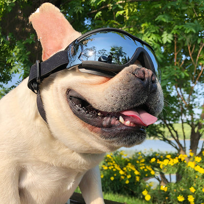 Cool Dog, Cool Shades  – Protective Sunglasses for Your Pup