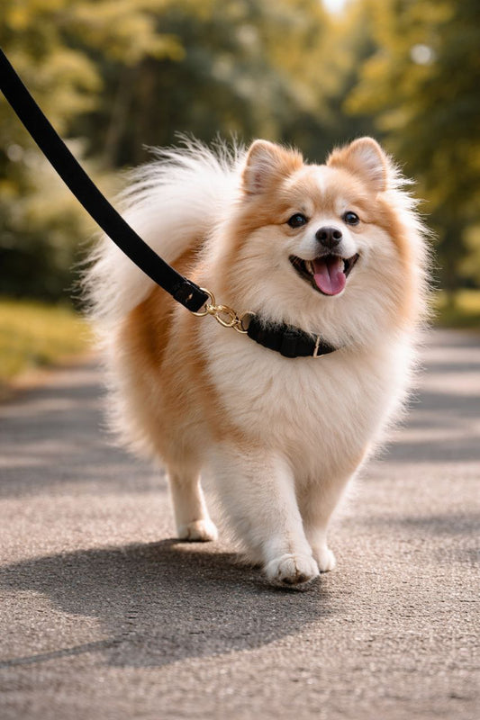 Premium Dog Collar & Leash Set – Adjustable & Durable